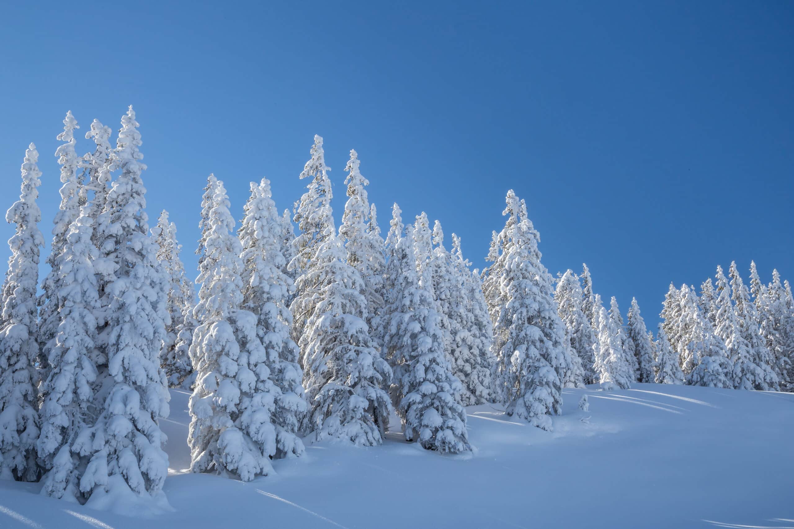 Tief verschneite Bäume am Rossbrand Tief verschneite Bäume am Rossbrand, bedeckt von einer dicken Schneeschicht, in einer ruhigen winterlichen Berglandschaft